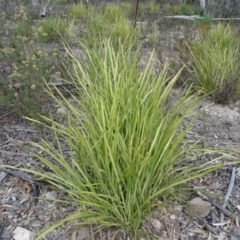 Lomandra sp. (A Matrush) at Wanniassa Hill - 7 Jul 2019 by Mike