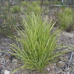 Lomandra sp. at Tuggeranong DC, ACT - 7 Jul 2019 02:42 PM