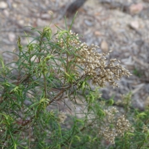 Cassinia quinquefaria at Tuggeranong DC, ACT - 7 Jul 2019 02:44 PM