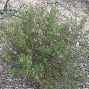 Cassinia quinquefaria at Tuggeranong DC, ACT - 7 Jul 2019 02:44 PM