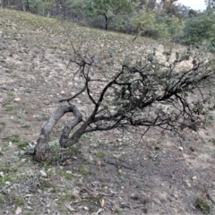 Eucalyptus bridgesiana (Apple Box) at Tuggeranong DC, ACT - 7 Jul 2019 by Mike