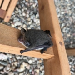 Nyctophilus geoffroyi (Lesser Long-eared Bat) at Penrose - 8 Jun 2019 by NigeHartley