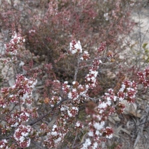 Leucopogon attenuatus at Fadden, ACT - 7 Jul 2019