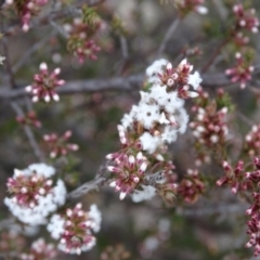 Leucopogon attenuatus at Fadden, ACT - 7 Jul 2019