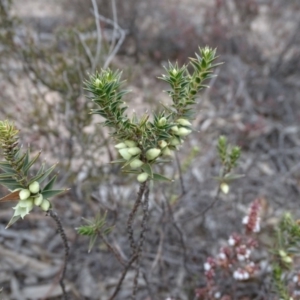 Melichrus urceolatus at Fadden, ACT - 7 Jul 2019