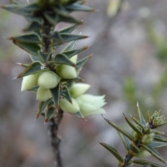 Melichrus urceolatus at Fadden, ACT - 7 Jul 2019