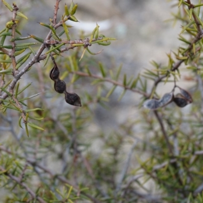 Acacia ulicifolia (Prickly Moses) at Tuggeranong DC, ACT - 7 Jul 2019 by Mike