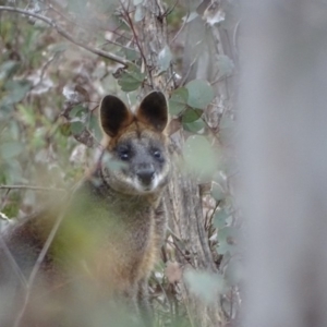 Wallabia bicolor at Tuggeranong DC, ACT - 7 Jul 2019 03:39 PM