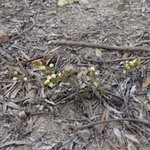 Acacia gunnii at Tuggeranong DC, ACT - 7 Jul 2019