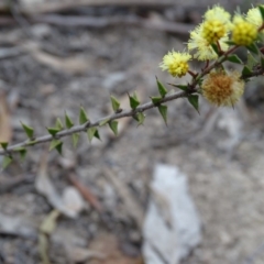 Acacia gunnii at Tuggeranong DC, ACT - 7 Jul 2019