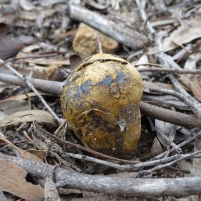 Pisolithus sp. (Pisolithus) at Wanniassa Hill - 7 Jul 2019 by Mike