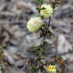 Acacia gunnii (Ploughshare Wattle) at Tuggeranong DC, ACT - 7 Jul 2019 by Mike