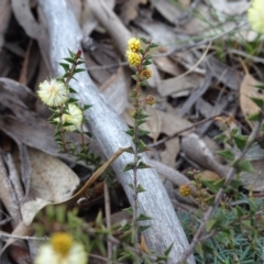 Acacia gunnii at Tuggeranong DC, ACT - 7 Jul 2019 03:47 PM