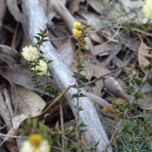 Acacia gunnii at Tuggeranong DC, ACT - 7 Jul 2019 03:47 PM