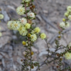 Acacia gunnii at Tuggeranong DC, ACT - 7 Jul 2019