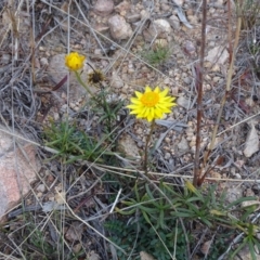 Xerochrysum viscosum (Sticky Everlasting) at Tuggeranong DC, ACT - 7 Jul 2019 by Mike