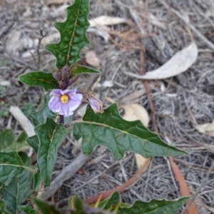 Solanum cinereum at Tuggeranong DC, ACT - 7 Jul 2019