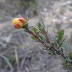 Hibbertia obtusifolia at Tuggeranong DC, ACT - 7 Jul 2019