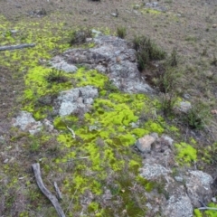 Pottiaceae (family) (A moss) at Wanniassa Hill - 7 Jul 2019 by Mike