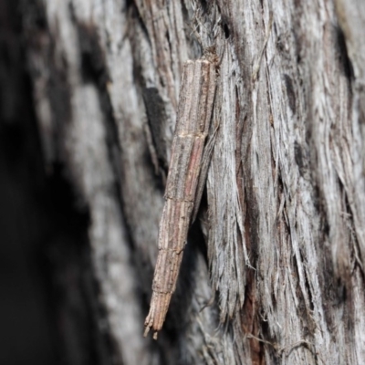 Lepidoscia arctiella (Tower Case Moth) at Hackett, ACT - 26 Jun 2019 by TimL