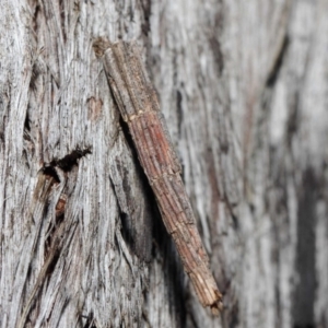 Lepidoscia arctiella at Hackett, ACT - 26 Jun 2019