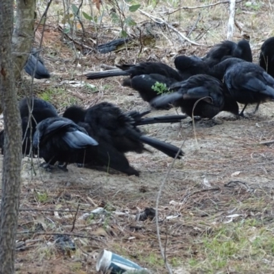 Corcorax melanorhamphos (White-winged Chough) at Jerrabomberra, ACT - 7 Jul 2019 by Mike