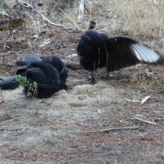 Corcorax melanorhamphos at Jerrabomberra, ACT - 7 Jul 2019 04:27 PM