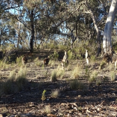 Macropus giganteus (Eastern Grey Kangaroo) at Farrer, ACT - 9 Jul 2019 by Mike