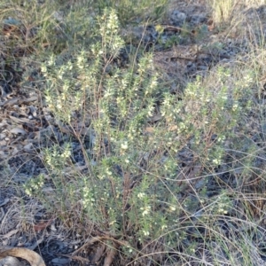 Melichrus urceolatus at Farrer, ACT - 9 Jul 2019