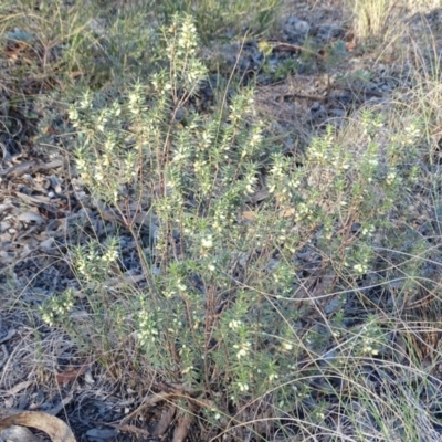 Melichrus urceolatus (Urn Heath) at Farrer, ACT - 9 Jul 2019 by Mike