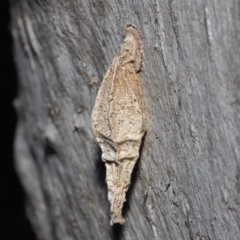 Hyalarcta nigrescens (Ribbed Case Moth) at Hackett, ACT - 26 Jun 2019 by TimL