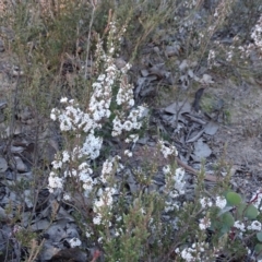 Leucopogon attenuatus (Small-leaved Beard Heath) at Farrer Ridge - 9 Jul 2019 by Mike