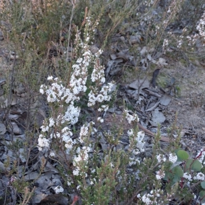 Styphelia attenuata (Small-leaved Beard Heath) at Farrer, ACT - 9 Jul 2019 by Mike