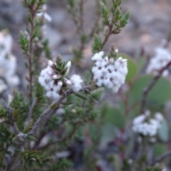 Leucopogon attenuatus at Farrer, ACT - 9 Jul 2019