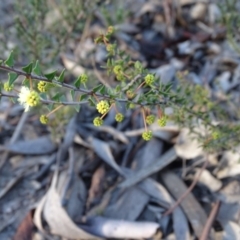 Acacia gunnii (Ploughshare Wattle) at Farrer, ACT - 9 Jul 2019 by Mike
