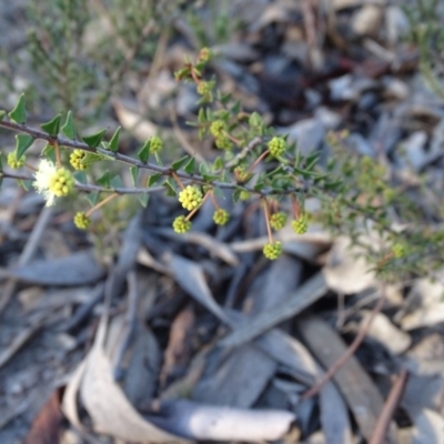 Acacia gunnii (Ploughshare Wattle) at Farrer Ridge - 9 Jul 2019 by Mike