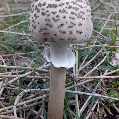 Macrolepiota clelandii (Macrolepiota clelandii) at Bawley Point, NSW - 11 Jul 2019 by GLemann