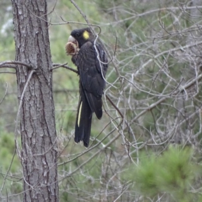 Zanda funerea (Yellow-tailed Black-Cockatoo) at Isaacs, ACT - 10 Jul 2019 by Mike