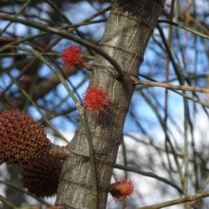 Allocasuarina verticillata at Isaacs, ACT - 10 Jul 2019 03:38 PM