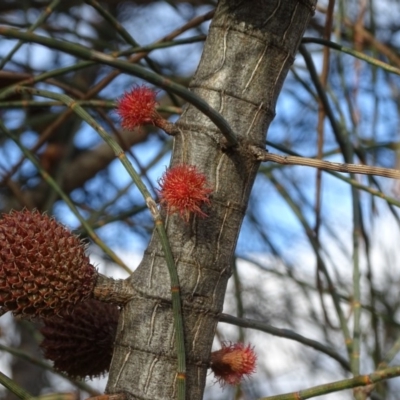 Allocasuarina verticillata (Drooping Sheoak) at Isaacs, ACT - 10 Jul 2019 by Mike