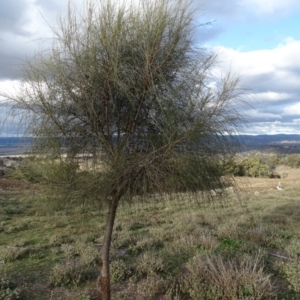 Allocasuarina verticillata at Isaacs, ACT - 10 Jul 2019 03:38 PM