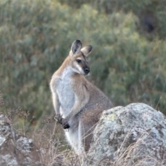 Notamacropus rufogriseus (Red-necked Wallaby) at Isaacs Ridge - 10 Jul 2019 by Mike