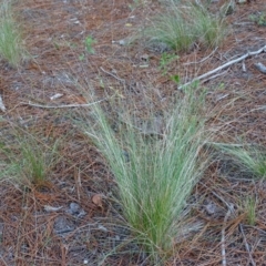 Nassella trichotoma (Serrated Tussock) at Isaacs, ACT - 10 Jul 2019 by Mike