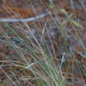 Nassella trichotoma at Isaacs, ACT - 10 Jul 2019 02:05 PM