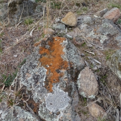 Caloplaca sp. (Firedot Lichen) at Isaacs Ridge - 10 Jul 2019 by Mike