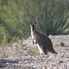 Notamacropus rufogriseus (Red-necked Wallaby) at Stromlo, ACT - 13 May 2019 by KumikoCallaway
