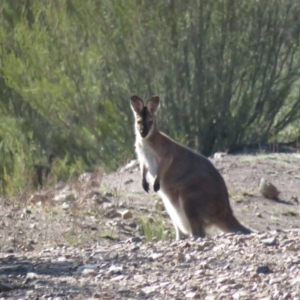 Notamacropus rufogriseus at Stromlo, ACT - 14 May 2019