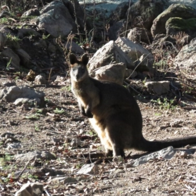 Wallabia bicolor (Swamp Wallaby) at Woodstock Nature Reserve - 13 May 2019 by KumikoCallaway