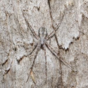 Tamopsis sp. (genus) at Hackett, ACT - 14 Jun 2019 01:06 PM