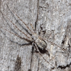 Tamopsis sp. (genus) at Hackett, ACT - 14 Jun 2019 01:06 PM